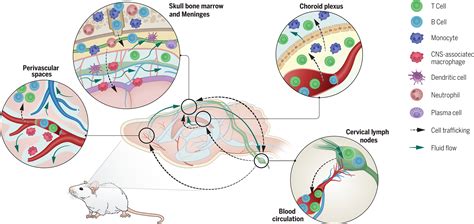 Transforming The Understanding Of Brain Immunity Science