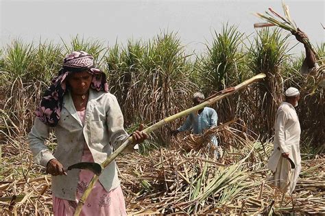 Rabi Crop Harvesting On Schedule Despite COVID-19: Ministry