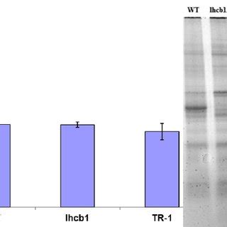 Total Protein Content A And SDS PAGE Profile Of WT Lhcb1 Mutant And