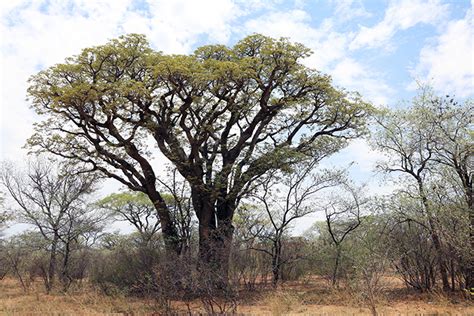 Mongongo Tree - Aurum Africa