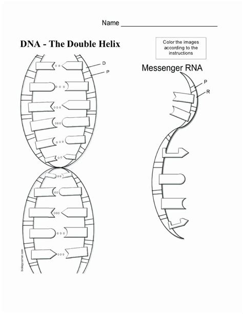 Color Dna Worksheets