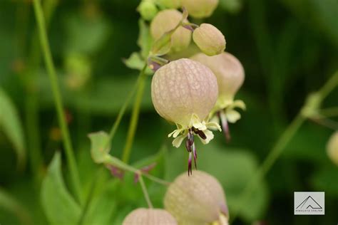 Valley of Flowers Trek - Best Time to Visit, Flower Species, Trek in 2022