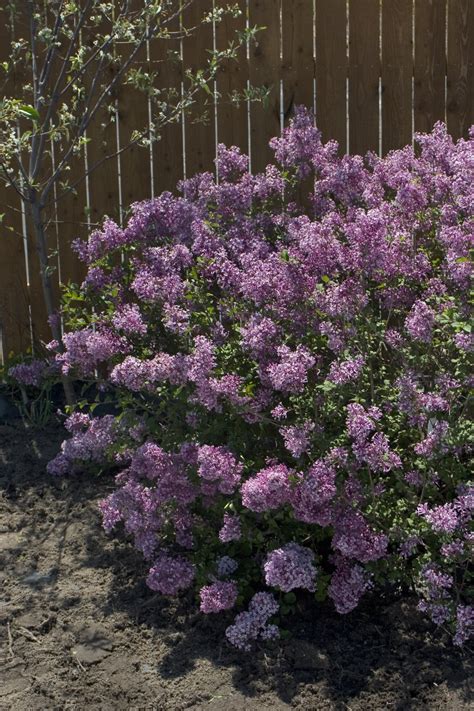 Bloomerang Purple Reblooming Lilac Syringa X Images Proven Winners