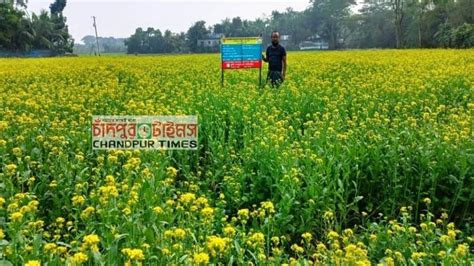 কচুয়ায় সরিষার বাম্পার ফলনে কৃষকের মুখে হাসি