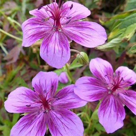 Geranium Vivace Starman De Curieuses Fleurs Rose Et Pourpre