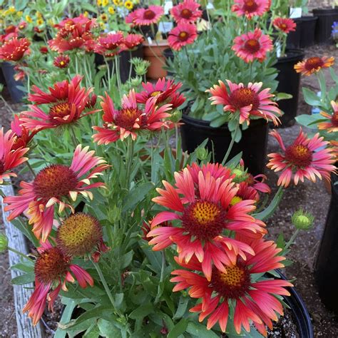 Burgundy Blanketflower Seeds Free Shipping Fresh And Organic Gaillardia