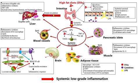 Frontiers Inflammatory Links Between High Fat Diets And Diseases