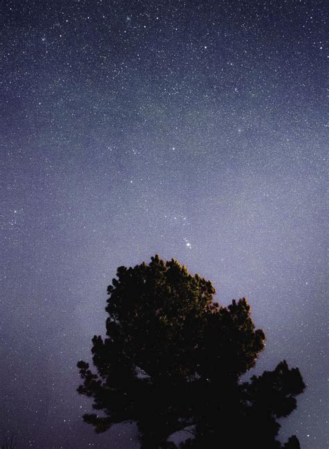 Free picture: tree, star, universe, night, treetop