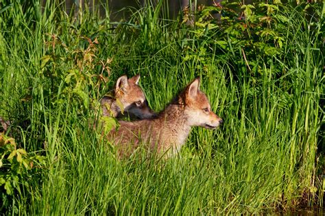 Dogs, Unlike Wolves, Are Born to Communicate With People | WIRED
