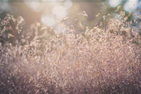 Kostenlose Foto Wasser Natur Gras Pflanze Sonne Sonnenlicht