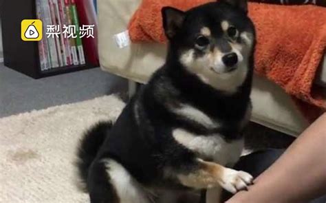 一只柴犬到底能蠢萌到什么程度？哔哩哔哩bilibili