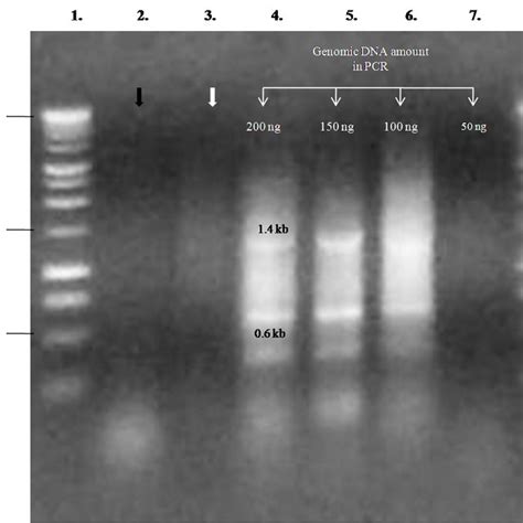 Determination of suitable primers for DNA amplification. The annealing ...