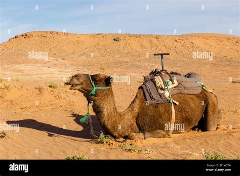 Camello en el desierto Fotografía de stock Alamy