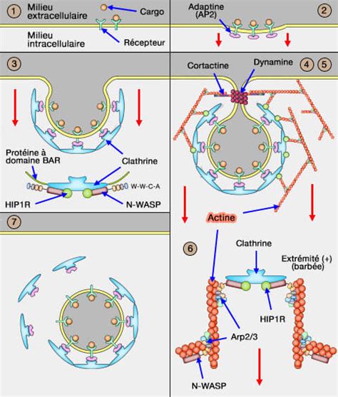 Endocytose clathrine dépendante CME recrutement de l actine et