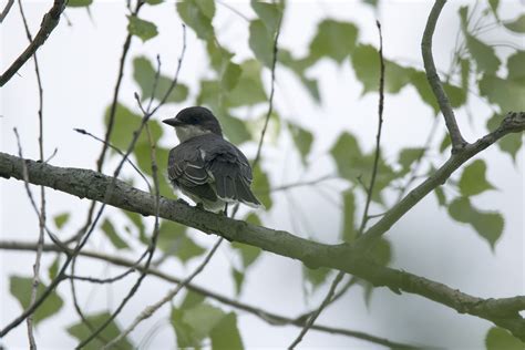 Free Images Nature Branch Flower Wildlife Green Beak Fauna