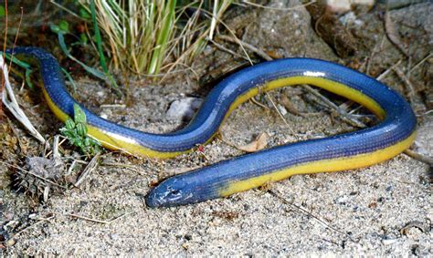 Anniella Pulchra Blue California Legless Lizard A Photo On Flickriver