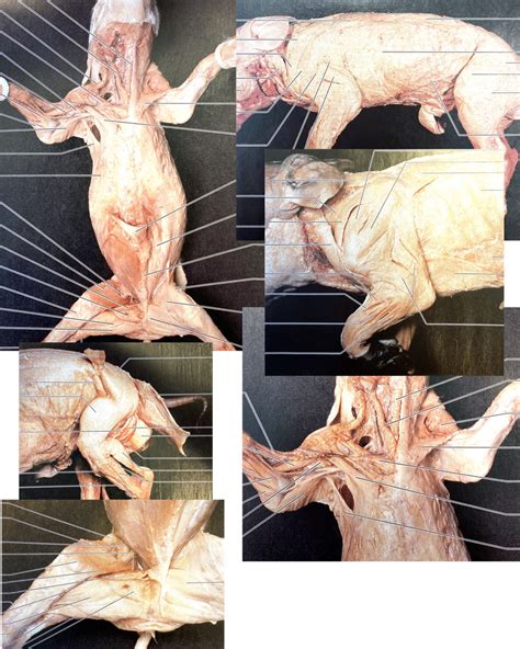 Practical 1 Fetal Pig Diagram Quizlet