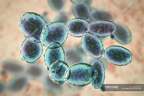 Digital Illustration Of Budding Saccharomyces Cerevisiae Yeast Cells