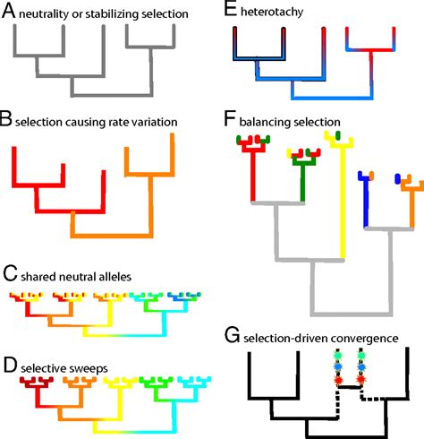 Natural Selection And Phylogenetic Analysis Pnas