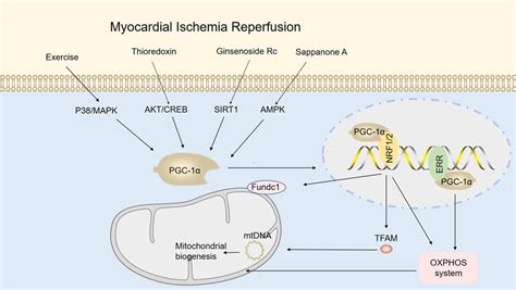 Overview of mitochondrial biogenesis. Mitochondrial biogenesis is ...