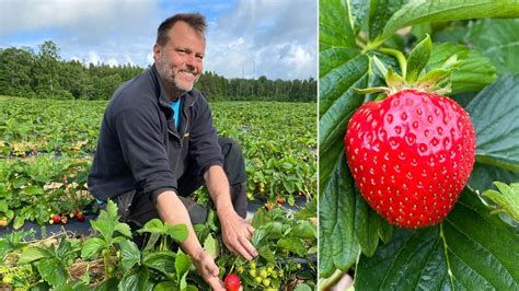 Odlaren Sp R Gott Om Jordgubbar Till Midsommar P Halland Sveriges