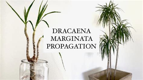 How I Propagate Shape My Dracaena Marginata