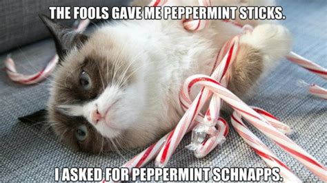 Grumpy Cat Christmas Memes 2024 Download Free - Happy Birthday All