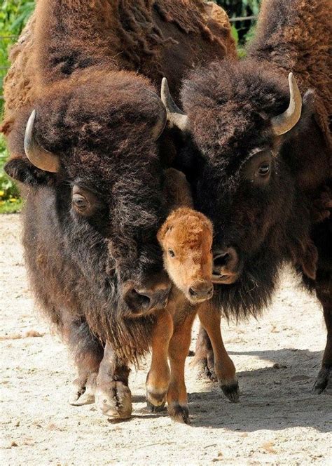 Newborn Buffalo Baby Bison