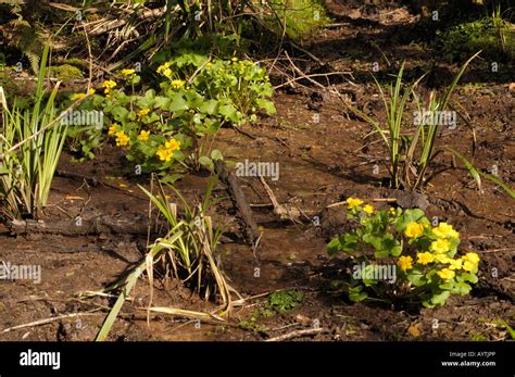 Marsh Marigold Caltha Palustris Stock Photo Alamy