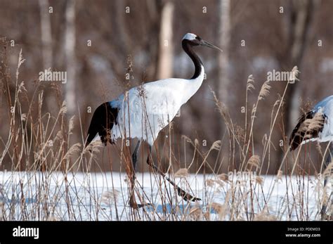 Japanese Crane Red Crowned Crane Grus Japonensis Japan Stock Photo