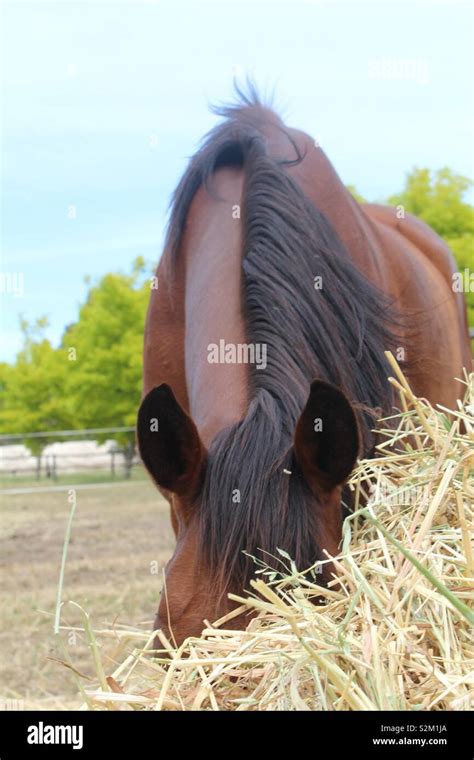 A beautiful horse eating hay Stock Photo - Alamy