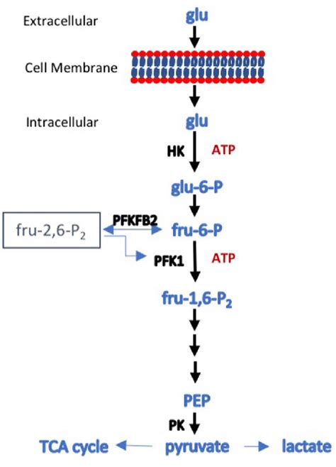 Schematic Diagram Of Glycolysis Glucose Enters The Cell Via One Of The Download Scientific