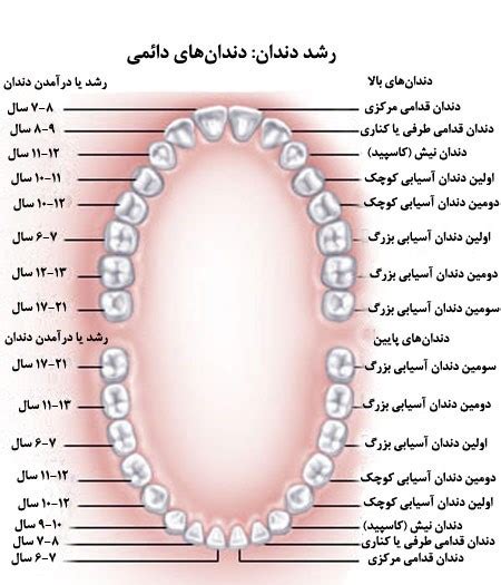 آناتومی دندان عصب، ریشه ، انواع، تعداد و شکل دندان دکتر محدثه هاشمزهی دندانپزشک متخصص درمان