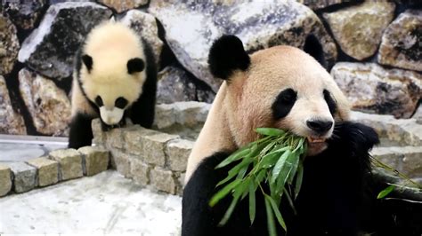 giant pandas   japanese zoo youtube