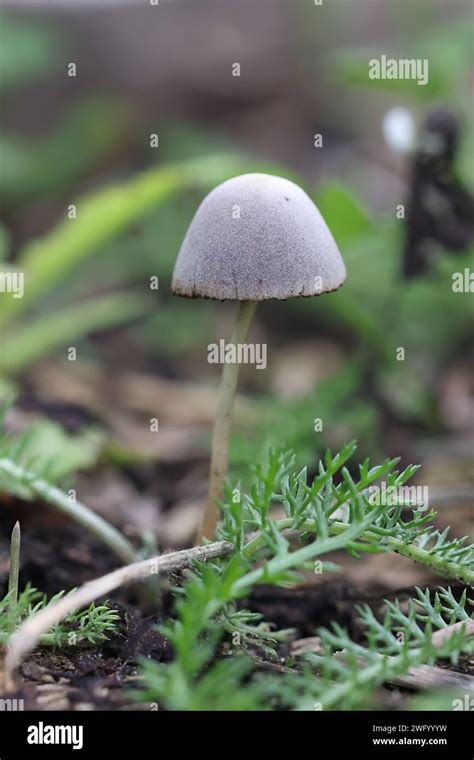 Panaeolus Papilionaceus Commonly Kmown As Petticoat Mottlegill A Dung