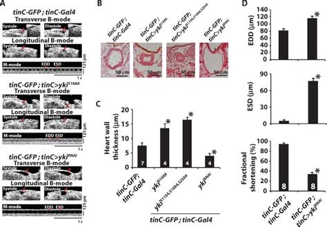 Expression Of Activated Yki Causes Cardiac Hypertrophy And Knockdown