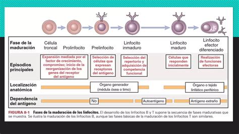 Desarrollo De Linfocitos Ppt