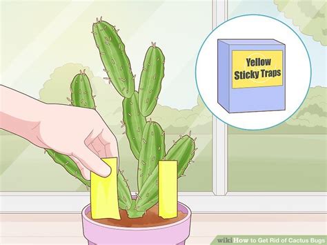 3 Simple Ways To Get Rid Of Cactus Bugs Wikihow