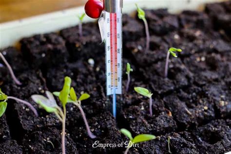 Best Soil Temperatures For Sowing Vegetable Seeds