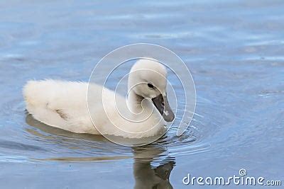 A Cygnet Is Swimming Royalty-Free Stock Photography | CartoonDealer.com ...