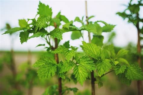 How to Grow Raspberries at Home (Quick Tips) - Garden Gear Shop