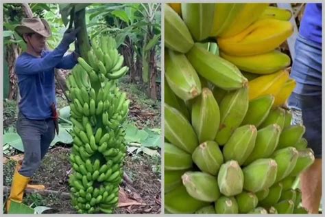 Cara Merawat Pohon Pisang Agar Subur Dan Berbuah Besar Andalkan 1 Bumbu