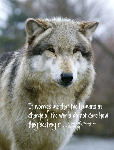 Lone Wolf Quote