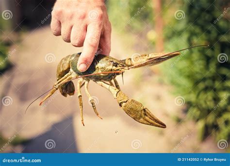 The Crawfish In Hand Stock Photo Image Of Closeup Cook 21142052