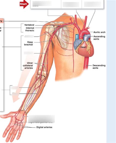 Arteries Of Upper Limb Diagram Quizlet