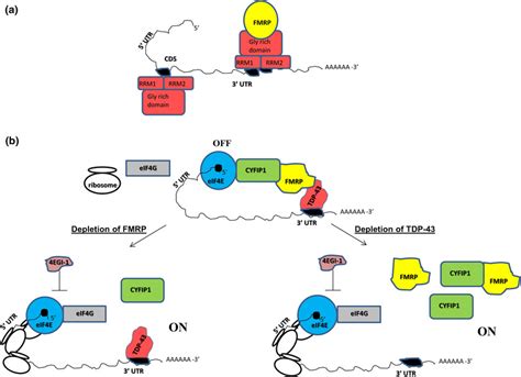 A Model Of Translational Co Repression Of Specific Mrna S By Fmrp And