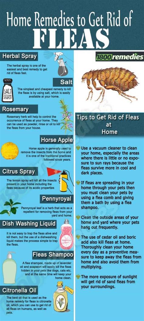 How to Get Rid of Fleas: Most Effective Ways - Pest Control Hacks