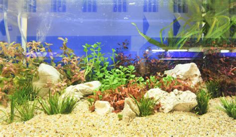 The Best Fish Tank Gravel - 2023 Guide - Animal Corner