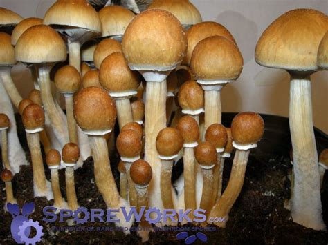 Psilocybe cubensis - Alchetron, The Free Social Encyclopedia