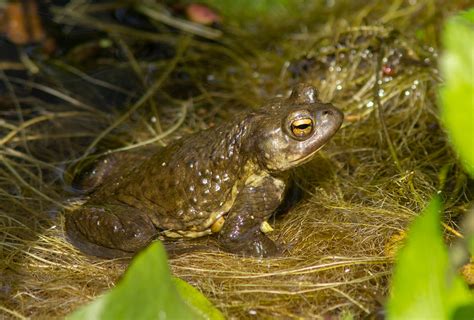 Weedons World Of Nature First Garden Toad Of The Year